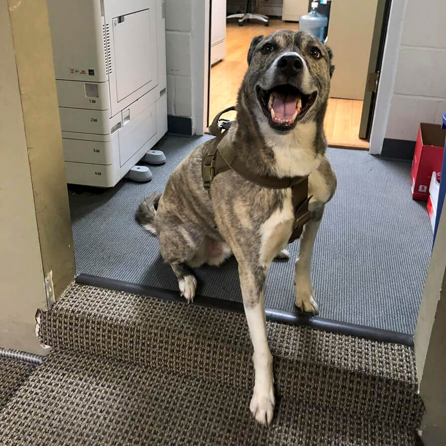 dog photo
