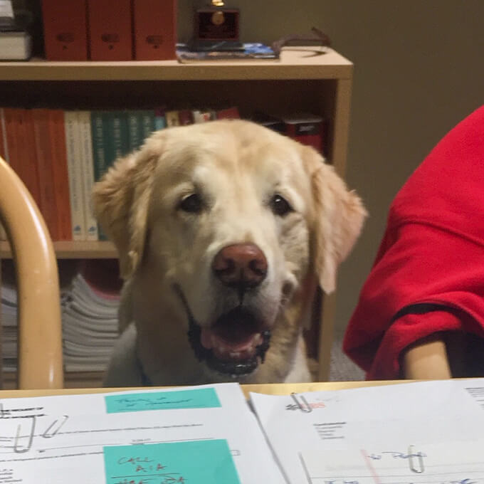 dog photo