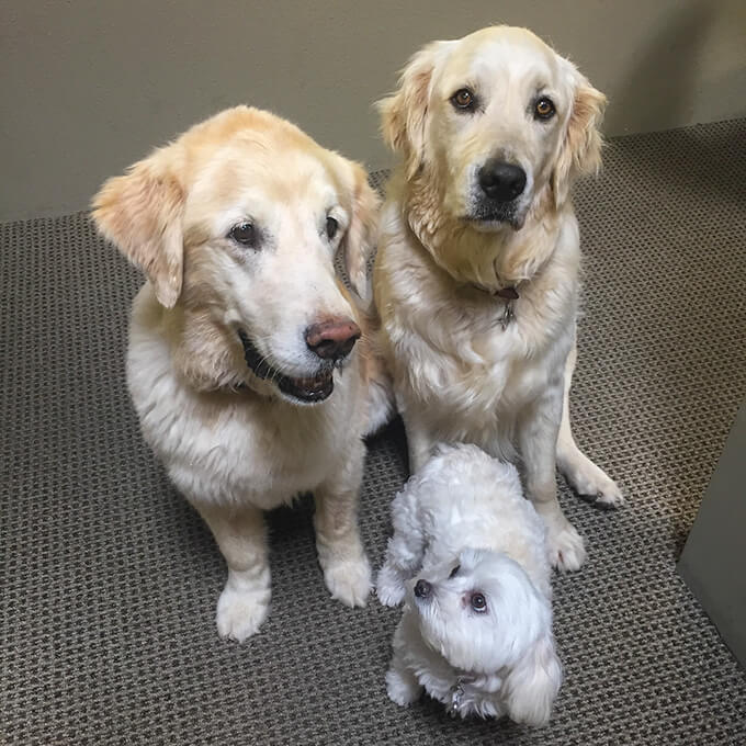 dog photo