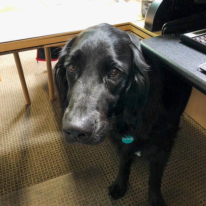 dog photo