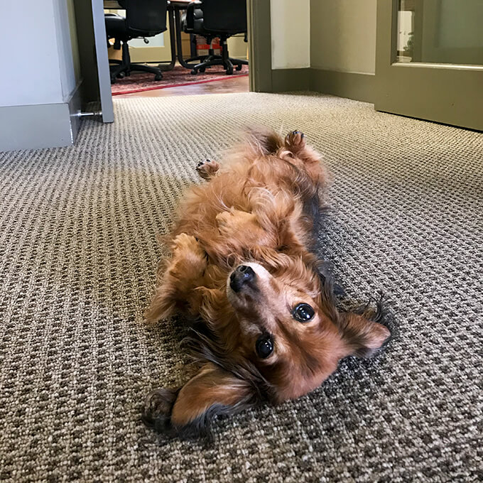 dog photo
