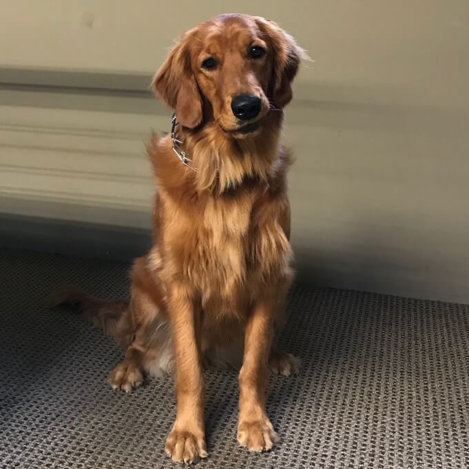 dog photo