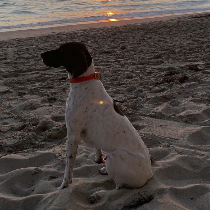 dog photo