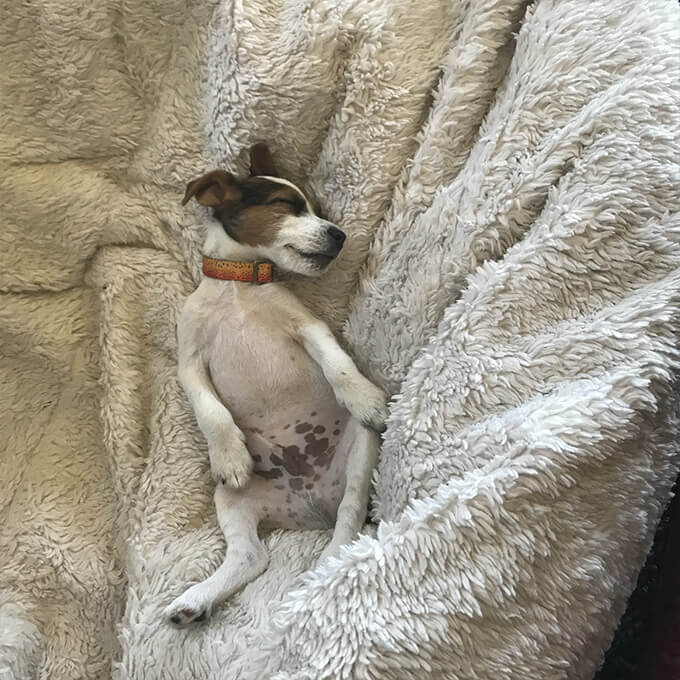 dog photo