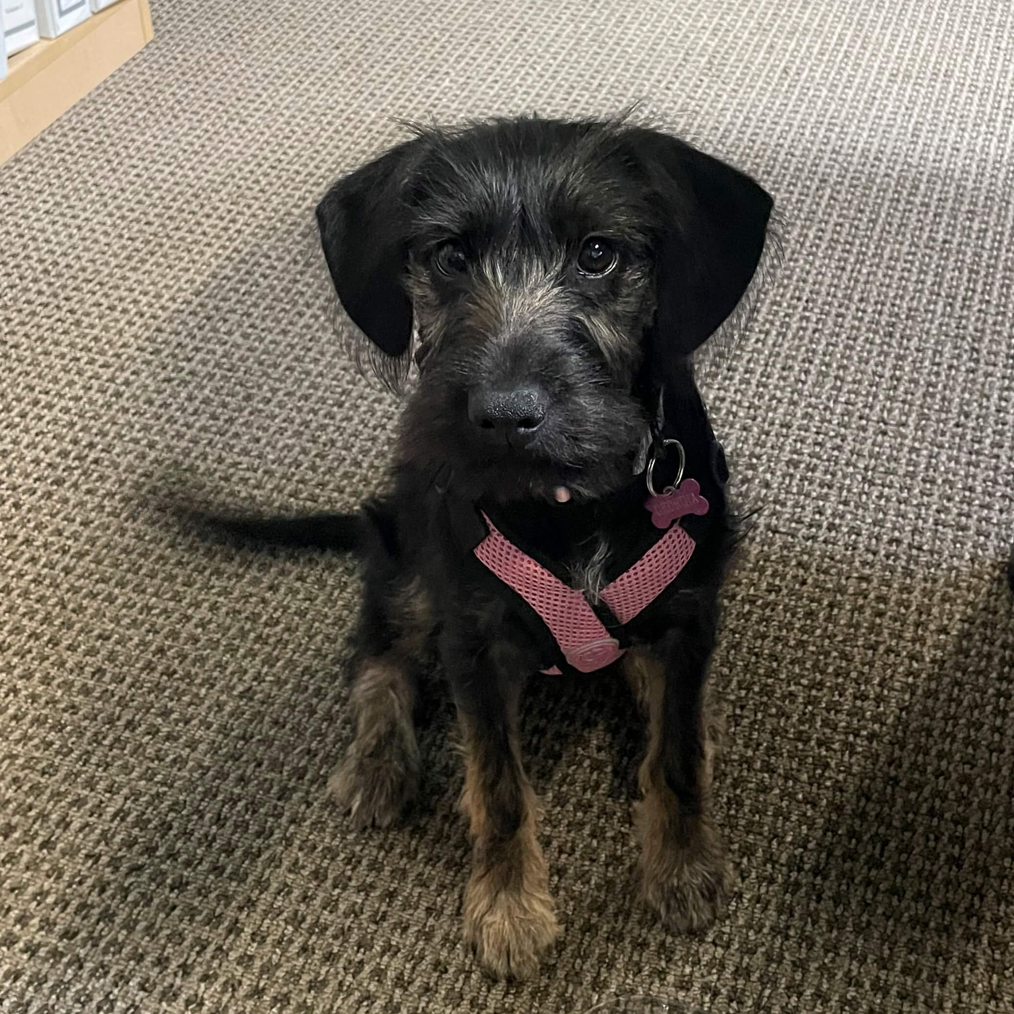 dog photo
